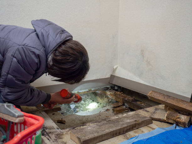 Best Air Quality Testing for Mold Spores  in Washington, DC