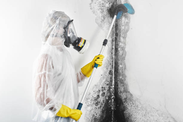 Best Airborne Mold Testing  in Washington, DC