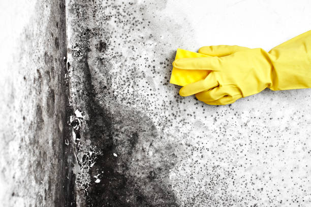 Best Basement Mold Removal  in Washington, DC