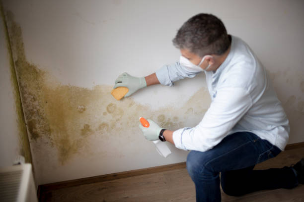 Best Emergency Mold Remediation  in Washington, DC