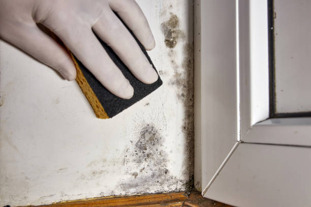 Best Attic Mold Removal  in Washington, DC